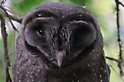 Sooty Owl (Tyto tenebricosa)